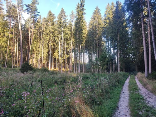 Runde im Förnbacher Forst