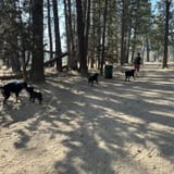 Good hotsell dog trail