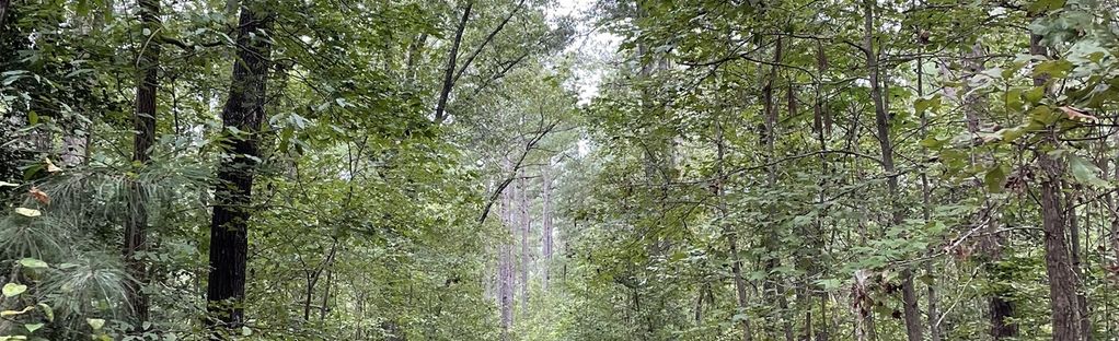 North Carolina and the Turpentine Trail