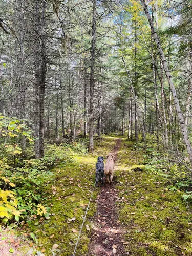 Best Hikes and Trails in Nagagamisis Provincial Park AllTrails