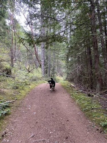 2023 Best Dogs On Leash Trails In Cowichan Valley B | AllTrails