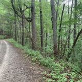 Hard Times Loop, North Carolina - 1,208 Reviews, Map | AllTrails