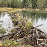 Horseshoe Lake Trail, Alaska - 2,675 Reviews, Map | AllTrails