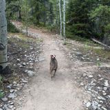 Thomas Lakes Trail, Colorado - 1,392 Reviews, Map | AllTrails