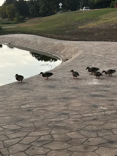 Ducks  Richardson, TX