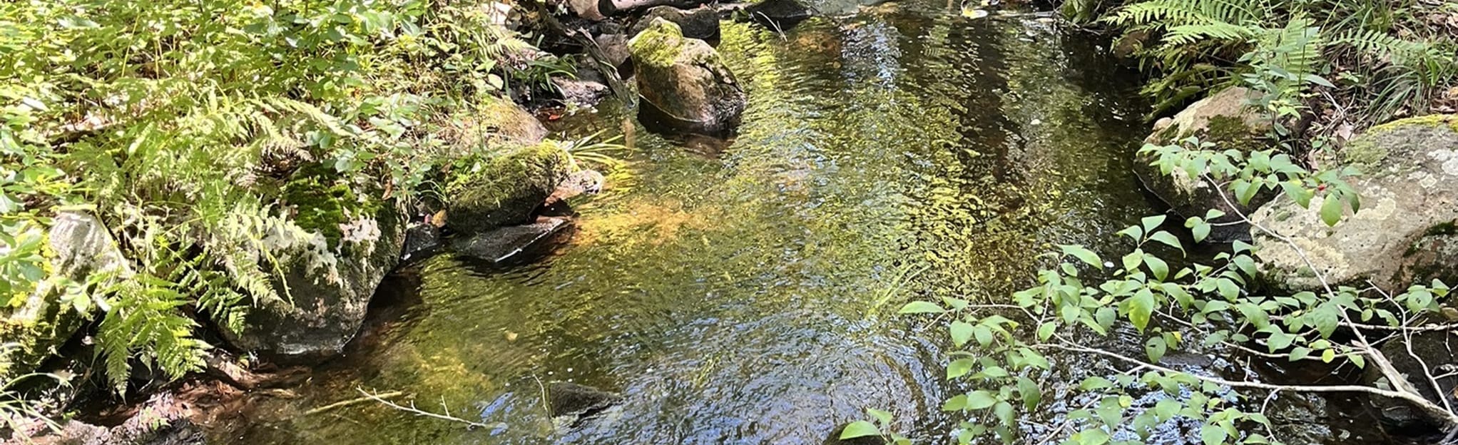 Bradner Preserve Loop 84 Reviews, Map Rhode Island AllTrails