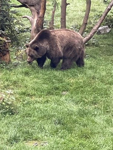Baumwipfelpfad und Tier-Freigelände im Nationalpark Bayerischer Wald