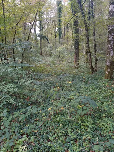 Best Hikes and Trails in Forêt de Chailluz AllTrails