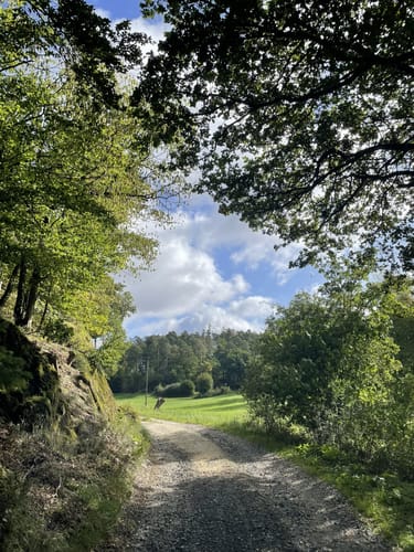Waldrundweg in Hünstetten