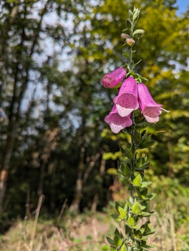 Premiumwanderweg: Traumschleife Wadrilltal - Tafeltour