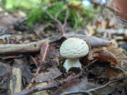 Premiumwanderweg: Traumschleife Wadrilltal - Tafeltour