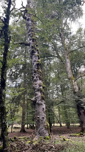 Wartenberg ab Unterbaldingen