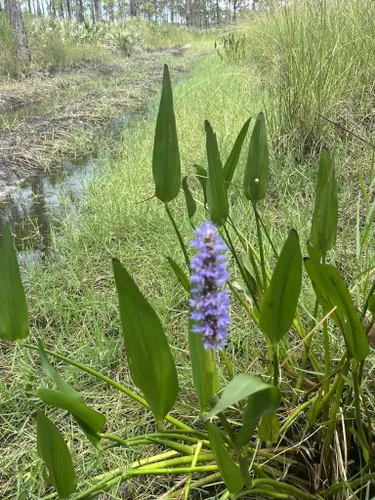 10 Best Trails and Hikes in Port St. Lucie