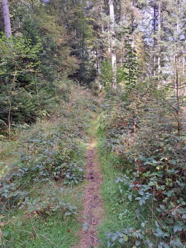 Runde an der Kleinen Enz