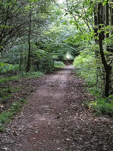 Rundweg Eulenbäume