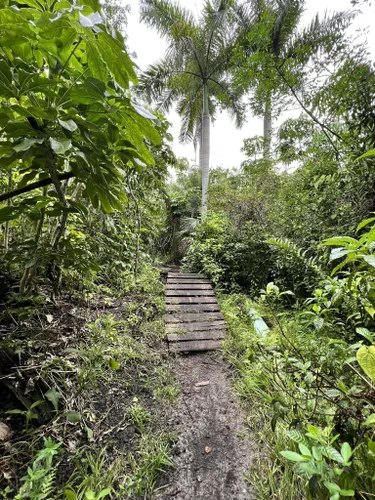 amelia earhart mountain bike trails