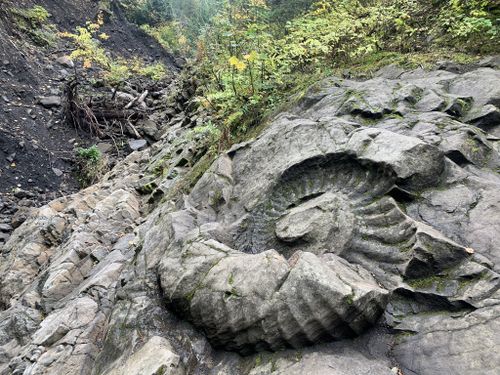 Photos of Ammonite Fossil via Coal Creek - British Columbia, Canada | AllTrails