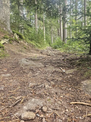 Waldpfad Groppertal (Premiumwanderweg)