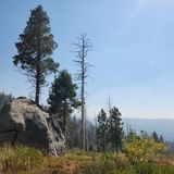 Boole Tree Loop California 136 Reviews Map AllTrails