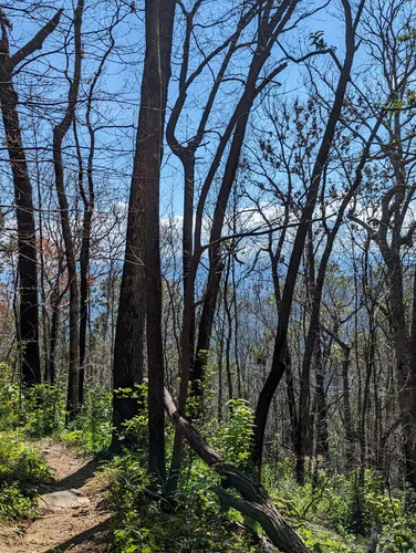 Best Hikes and Trails in Rich Mountain Wilderness AllTrails