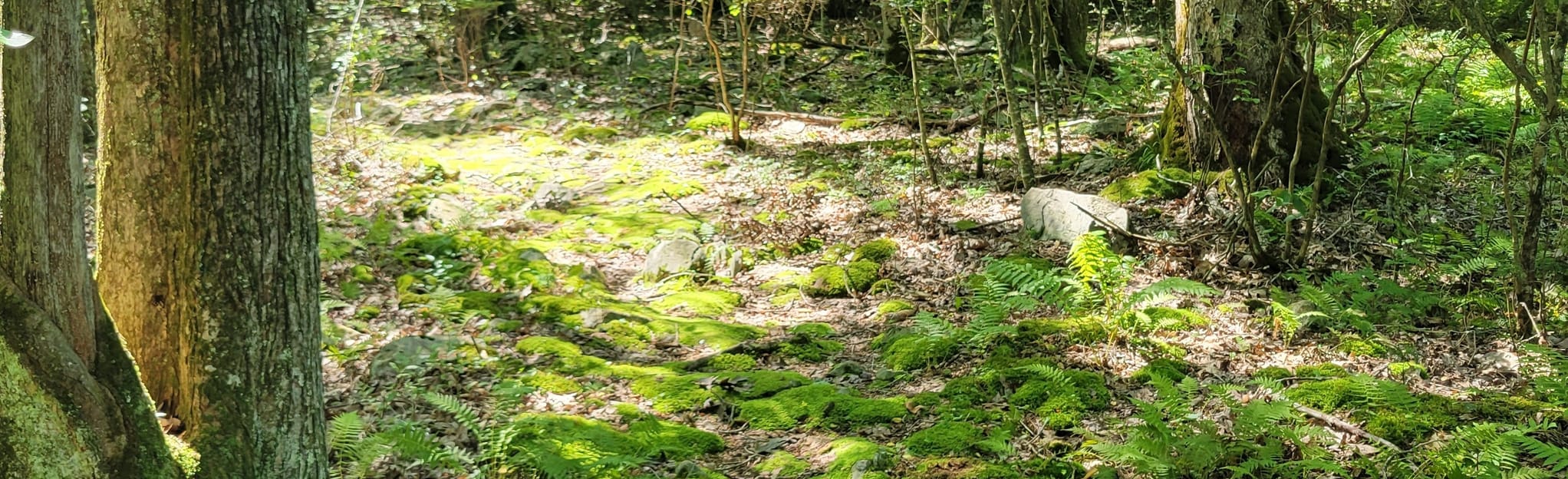 Cranberry Bog, Pennsylvania 49 Reviews, Map AllTrails