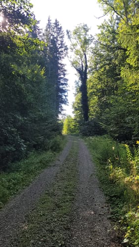 Durch den Leutkircher Wald
