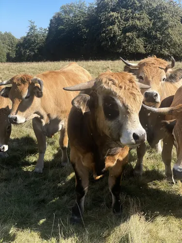 2023 Best Forest Trails in Les Salces AllTrails