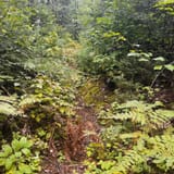 Angleworm Lake Trail, Minnesota 108 Reviews, Map AllTrails
