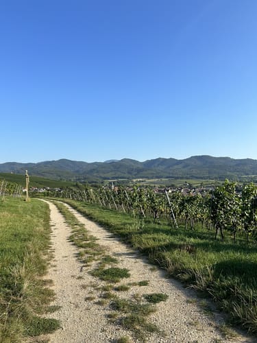 Über Urberg und durch den Kirchhofener Hohfirstwald