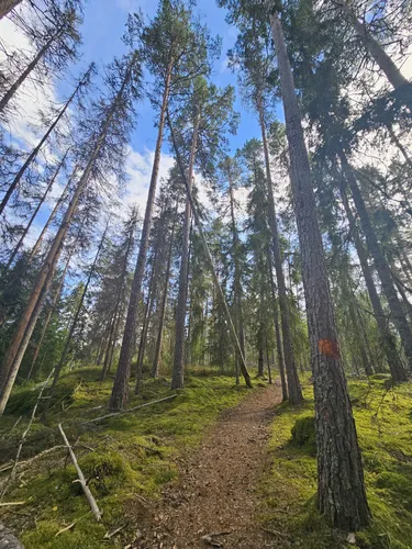 best-hikes-and-trails-in-fermansbo-urskog-naturreservat-alltrails