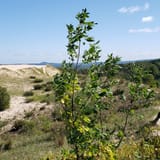 Pyramid Point Loop, Michigan - 928 Reviews, Map | AllTrails