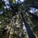 Quinault Rain Forest Nature Trail, Washington - 983 Reviews, Map ...