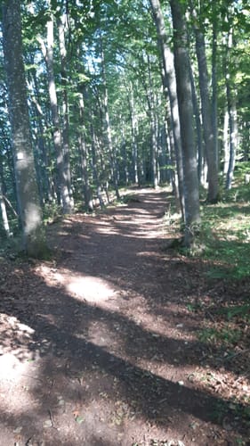 Wacholderhöhe (Traufgang)