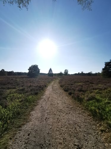 Heidschnuckenweg Etappe 2: Buchholz in der Nordheide - Handeloh