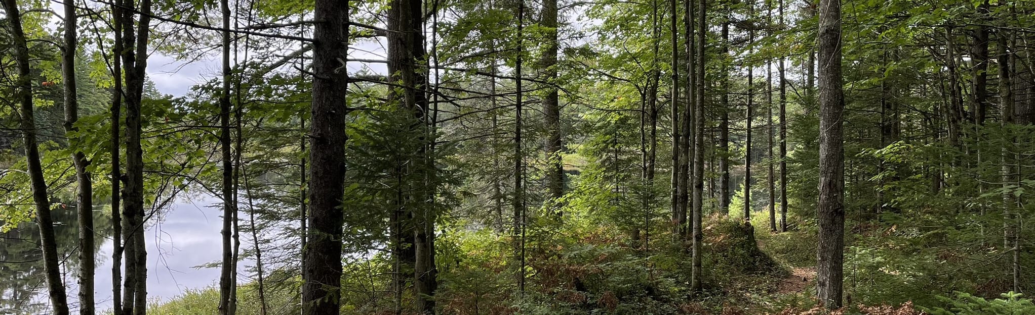 Panther Pond Trail, New York 27 Reviews, Map AllTrails