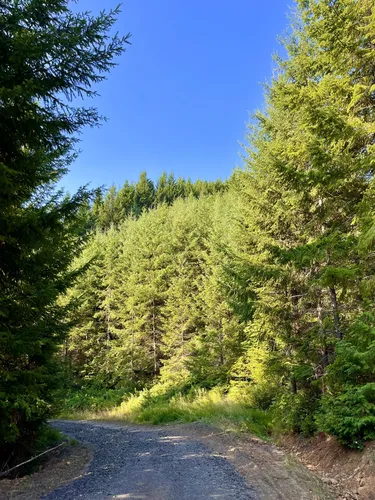 Wine Country Walks: 5 Stunning Hiking Trails in McMinnville – Oregon