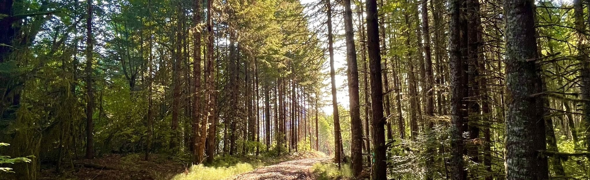 Slide Mountain Loop, Oregon 41 Reviews, Map AllTrails