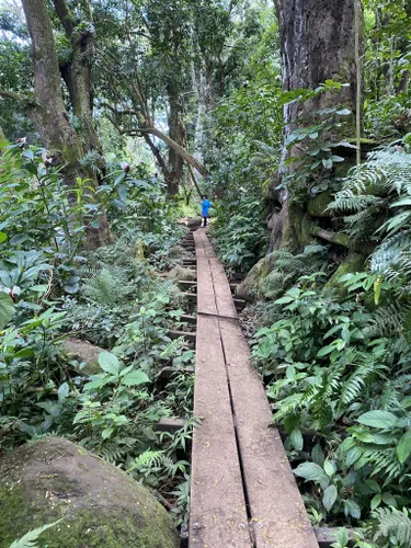 Best Hikes and Trails in Wailua River State Park | AllTrails