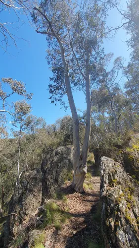 Best Walking Trails in Mullion Range State Conservation Area | AllTrails