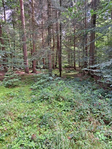 Rottenberg – Feldkahl: Zwei Burgen und der Bloopiffer