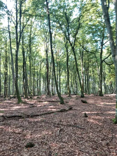 Best Hikes and Trails in Bokhultets naturreservat | AllTrails