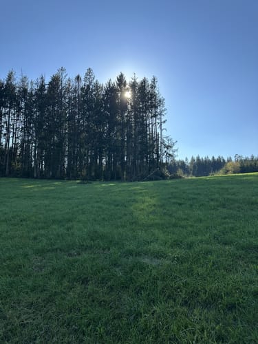 Eurasburger Forst