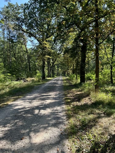 Hüttenweg Runde im Grunewald