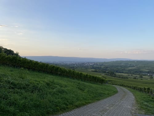 Ingelheim bis Gross-Winternheim