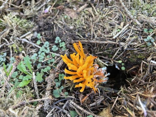 Rockenburger Urwaldpfad (Traumschleife)