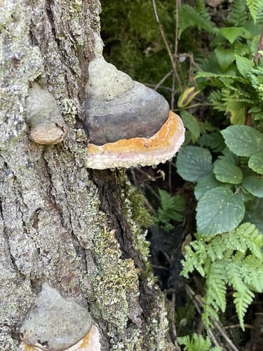 Rockenburger Urwaldpfad (Traumschleife)