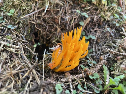 Rockenburger Urwaldpfad (Traumschleife)