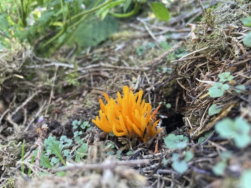 Rockenburger Urwaldpfad (Traumschleife)