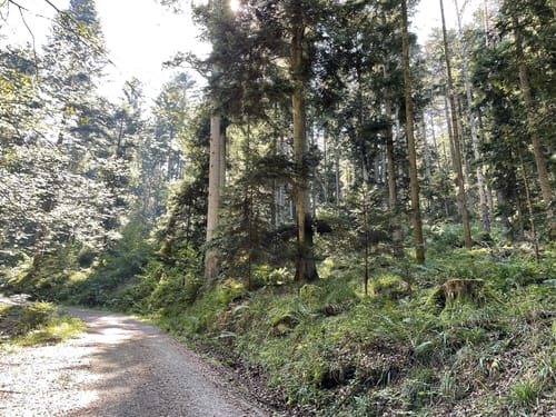 Langenbrand - Glasbrunnenweg - Engelsbrand