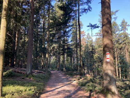 Durch den Kloster-Rotter-Wald